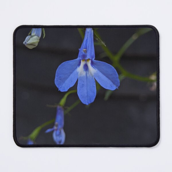 Item preview, Lobelia Sapphire Flower Detail, Macro Botanical Photography designed and sold by PrettyAround.