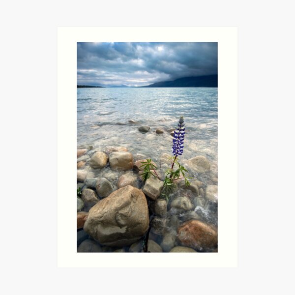 Lone Lupine. Art Print