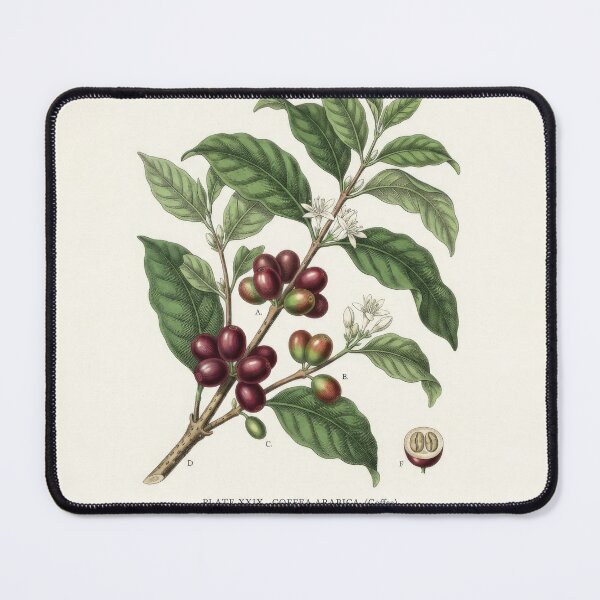 Item preview, Vintage Coffea Arabica Botanical Print Illustration designed and sold by Rahat3344.