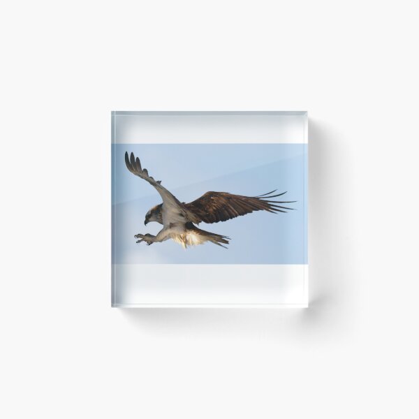 Item preview, Osprey in flight coming in to land designed and sold by BirdsAlive.