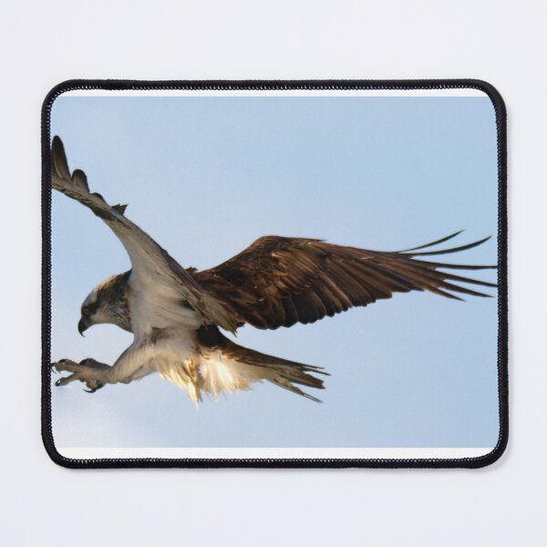 Item preview, Osprey in flight coming in to land designed and sold by BirdsAlive.