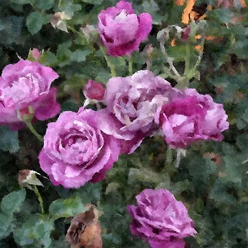 Artwork thumbnail, Pink Roses by Joyetical