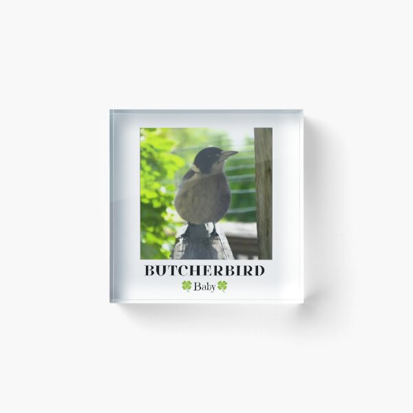 Item preview, Baby Grey Butcherbird Australian Native Bird T-Shirt | Australian Bird Lover Design designed and sold by Miho9999.