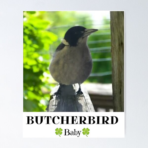 Item preview, Baby Grey Butcherbird Australian Native Bird T-Shirt | Australian Bird Lover Design designed and sold by Miho9999.