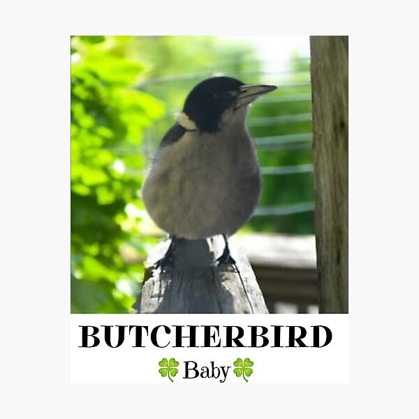 Item preview, Baby Grey Butcherbird Australian Native Bird T-Shirt | Australian Bird Lover Design designed and sold by Miho9999.