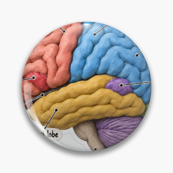 Item preview, Anatomy Brain Lobes Clay Physical Therapy Sticker designed and sold by isokinetic.