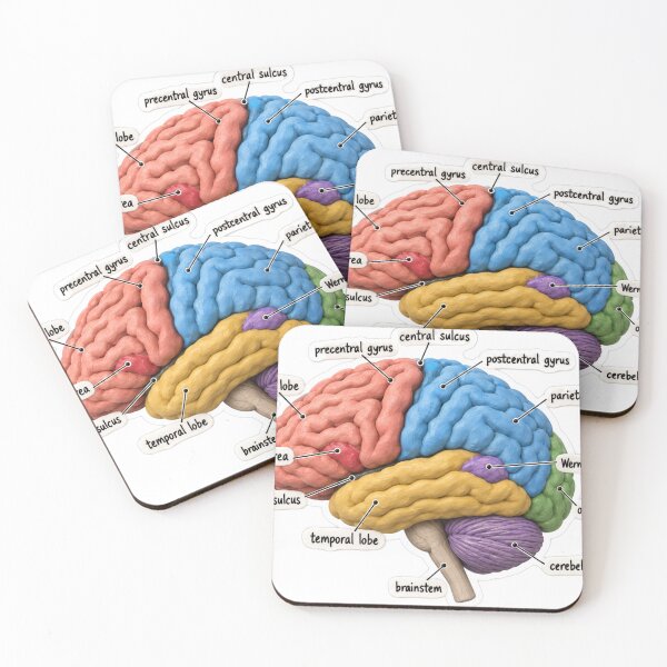 Item preview, Anatomy Brain Lobes Clay Physical Therapy Sticker designed and sold by isokinetic.
