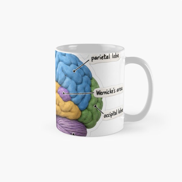 Item preview, Anatomy Brain Lobes Clay Physical Therapy Sticker designed and sold by isokinetic.