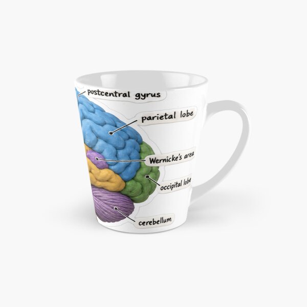 Item preview, Anatomy Brain Lobes Clay Physical Therapy Sticker designed and sold by isokinetic.