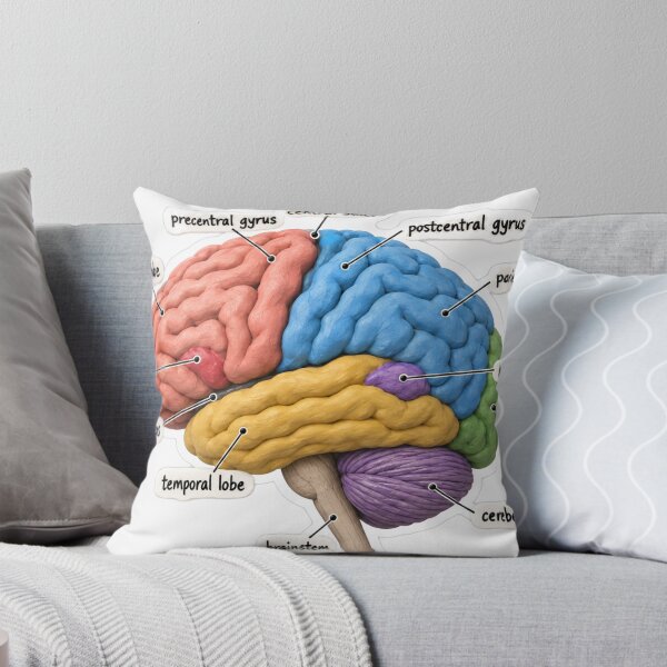 Item preview, Anatomy Brain Lobes Clay Physical Therapy Sticker designed and sold by isokinetic.