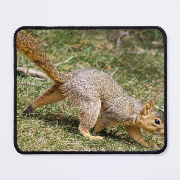 Item preview, American Red Squirrel designed and sold by WilesNailsPower.