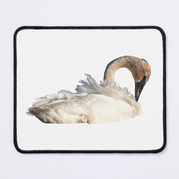 Item preview, Seney Trumpeter Swan Grooming designed and sold by naturetimes.