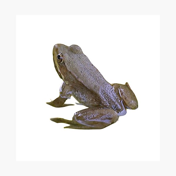 Item preview, Frog Sitting in Water designed and sold by naturetimes.
