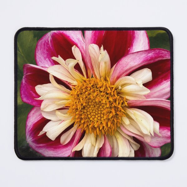 Item preview, Pink and white dahlia designed and sold by Sarah Curtiss.