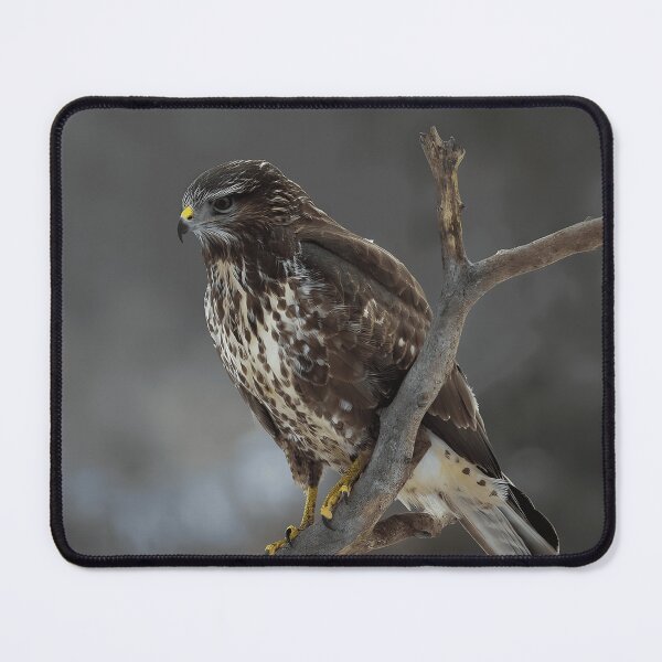 Item preview, Majestic Buzzard Bird Of Prey For Bird Watchers designed and sold by crayssmoS.