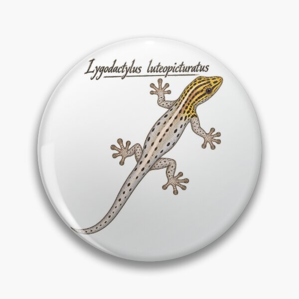 Item preview, Yellow-Headed Dwarf Gecko – Lygodactylus luteopicturatus designed and sold by threadandfangs.