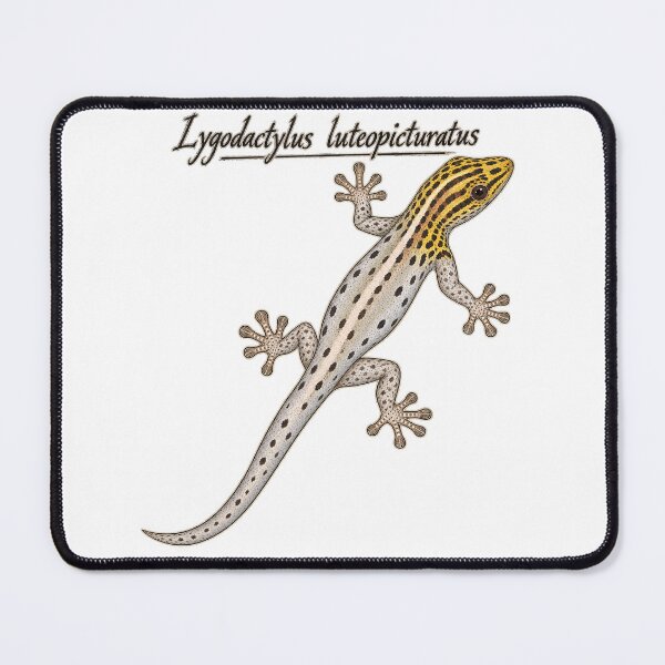 Item preview, Yellow-Headed Dwarf Gecko – Lygodactylus luteopicturatus designed and sold by threadandfangs.