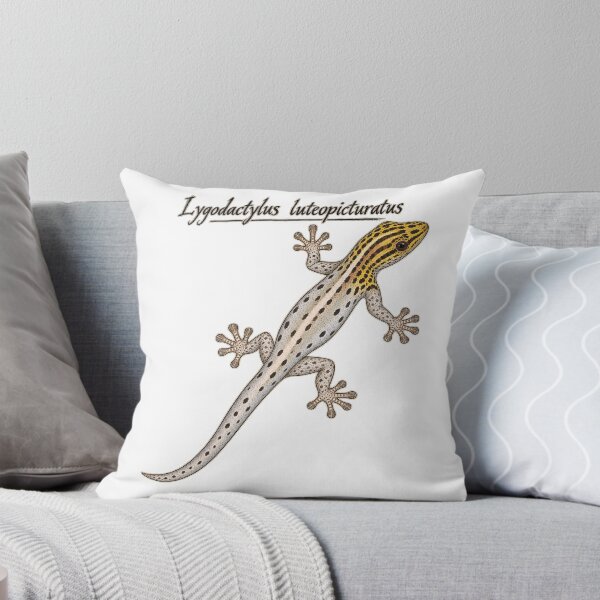 Item preview, Yellow-Headed Dwarf Gecko – Lygodactylus luteopicturatus designed and sold by threadandfangs.