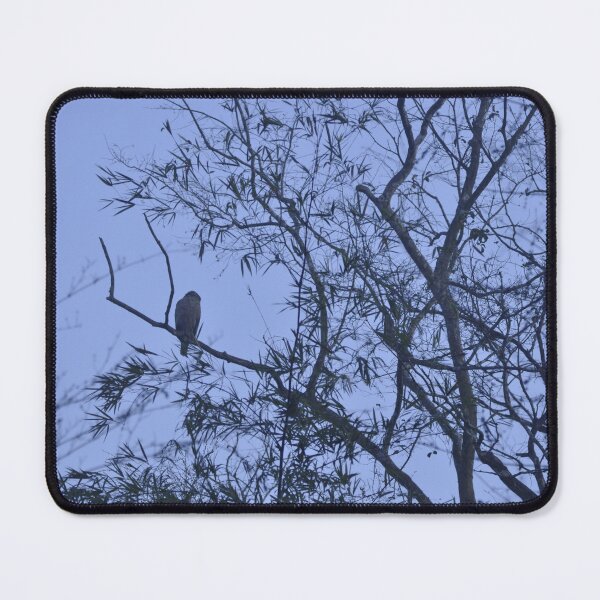 Item preview, Bird Perched in the evening light designed and sold by zedakxis.