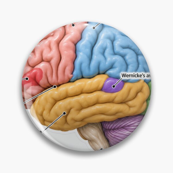 Item preview, Anatomy Brain Lobes 3D Physical Therapy Sticker designed and sold by isokinetic.
