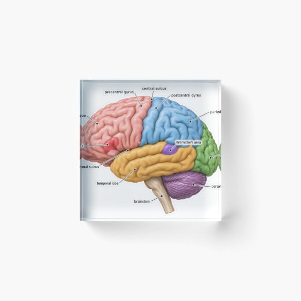 Item preview, Anatomy Brain Lobes 3D Physical Therapy Sticker designed and sold by isokinetic.