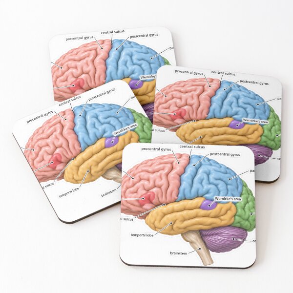 Item preview, Anatomy Brain Lobes 3D Physical Therapy Sticker designed and sold by isokinetic.