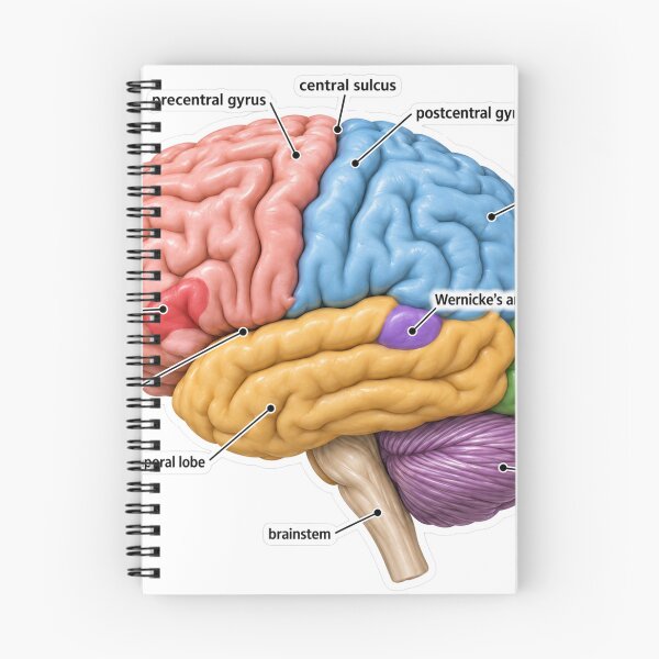 Item preview, Anatomy Brain Lobes 3D Physical Therapy Sticker designed and sold by isokinetic.