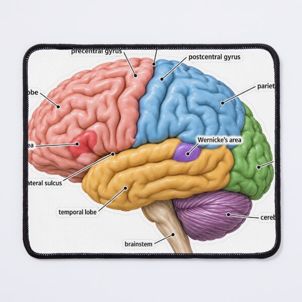 Item preview, Anatomy Brain Lobes 3D Physical Therapy Sticker designed and sold by isokinetic.