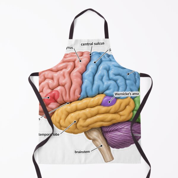 Item preview, Anatomy Brain Lobes 3D Physical Therapy Sticker designed and sold by isokinetic.