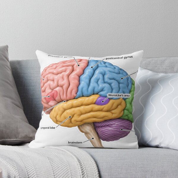 Item preview, Anatomy Brain Lobes 3D Physical Therapy Sticker designed and sold by isokinetic.