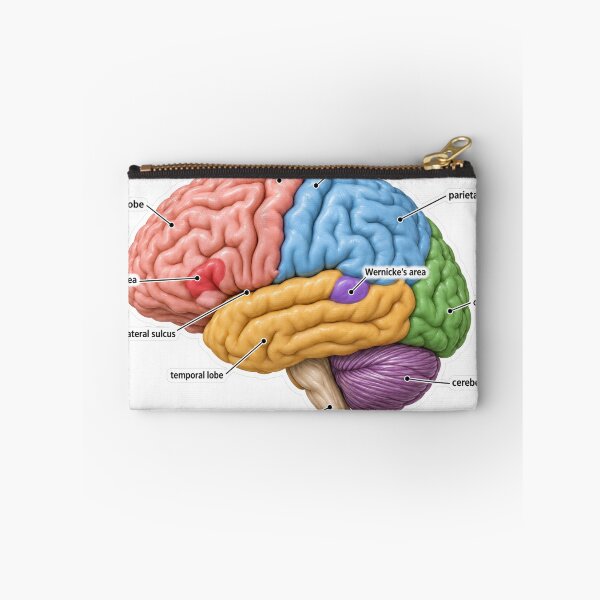 Item preview, Anatomy Brain Lobes 3D Physical Therapy Sticker designed and sold by isokinetic.