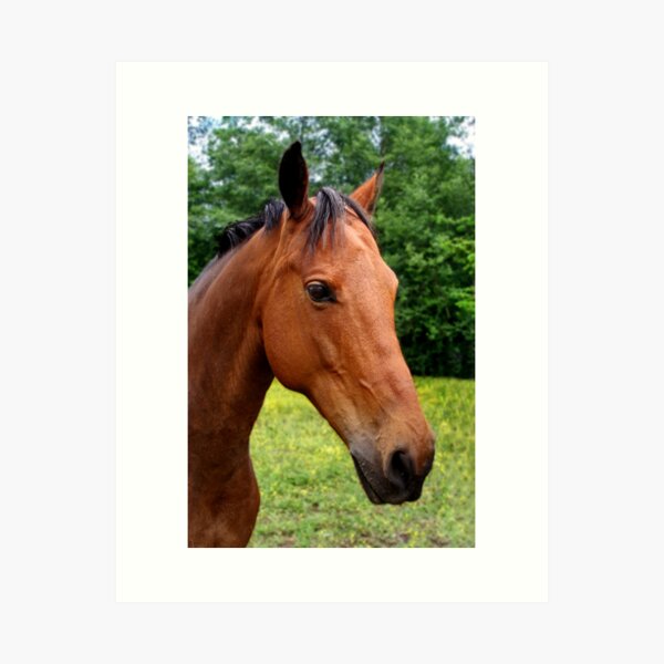 Item preview, Beautiful Horse designed and sold by MaluC.