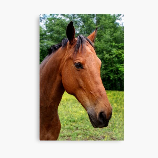 Item preview, Beautiful Horse designed and sold by MaluC.
