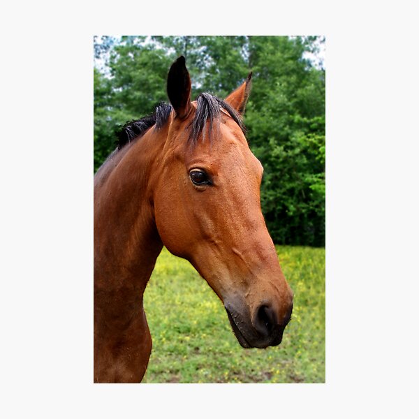 Item preview, Beautiful Horse designed and sold by MaluC.