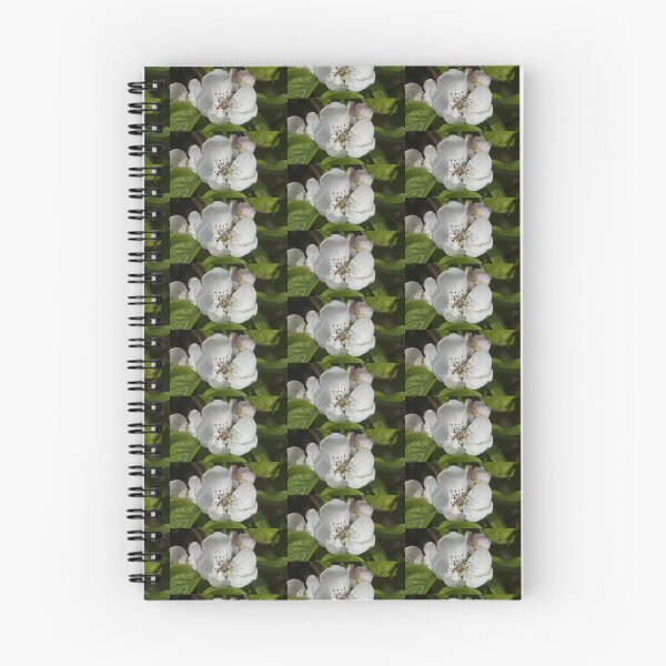 Item preview, Quince Flower in Spring – Magpie Springs Adelaide Hills designed and sold by MagpieSprings.