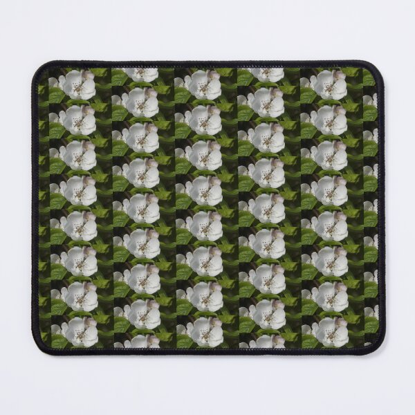 Item preview, Quince Flower in Spring – Magpie Springs Adelaide Hills designed and sold by MagpieSprings.