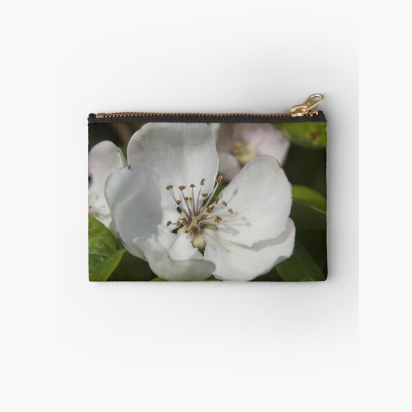 Item preview, Quince Flower in Spring – Magpie Springs Adelaide Hills designed and sold by MagpieSprings.