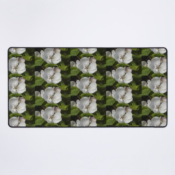 Item preview, Quince Flower in Spring – Magpie Springs Adelaide Hills designed and sold by MagpieSprings.