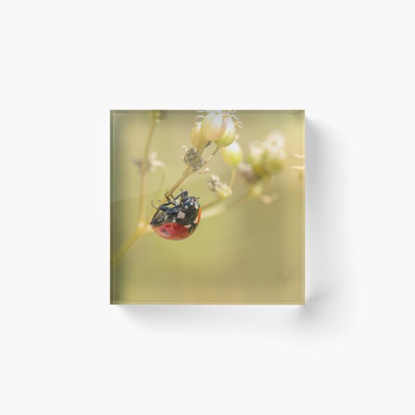 Item preview, Ladybug Hanging on Plant Macro designed and sold by Dzulo.
