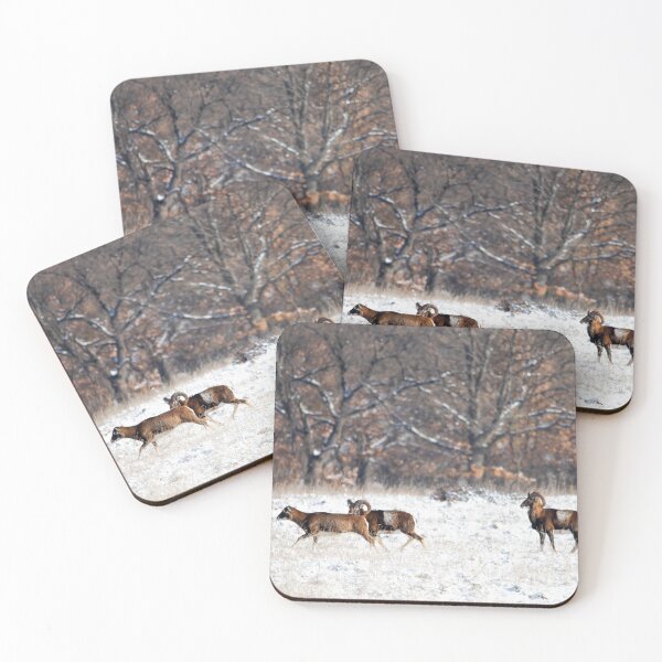 Item preview, Mouflon Herd in a Snowy Meadow designed and sold by Medve Photography & Design.