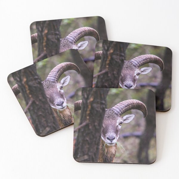 Item preview, Mouflon Ram Peeking from Behind a Tree designed and sold by Medve Photography & Design.