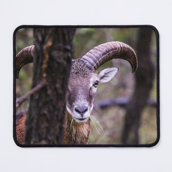 Item preview, Mouflon Ram Peeking from Behind a Tree designed and sold by gabormedve.