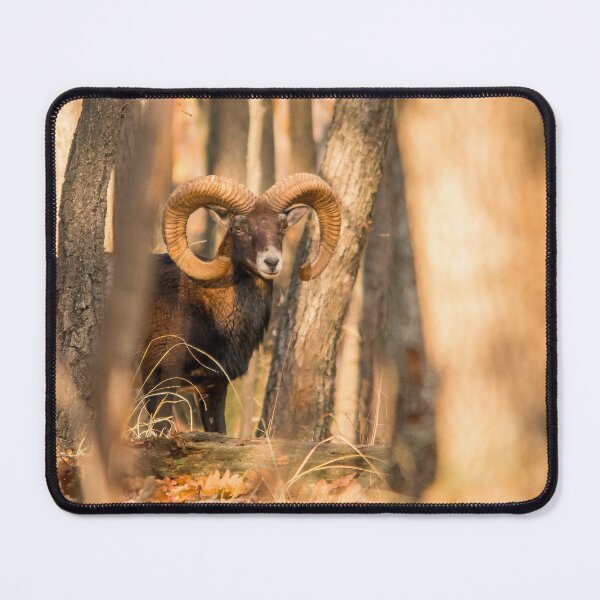 Item preview, Mouflon Ram in Golden Forest designed and sold by gabormedve.