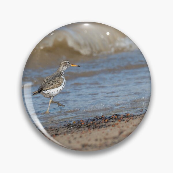 Item preview, Spotted Sandpiper Walking the Shoreline designed and sold by Debra Martz.