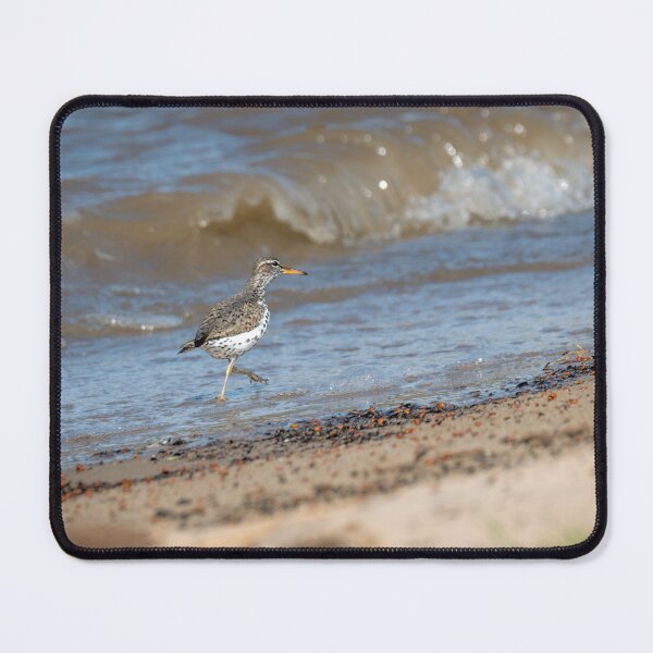 Item preview, Spotted Sandpiper Walking the Shoreline designed and sold by Debra Martz.