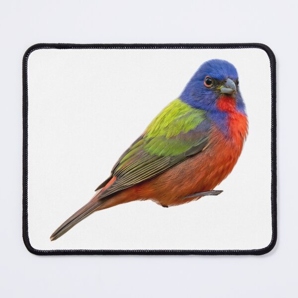 Item preview, Painted Bunting – Vivid Rainbow Songbird Portrait designed and sold by Helt-enkelt.