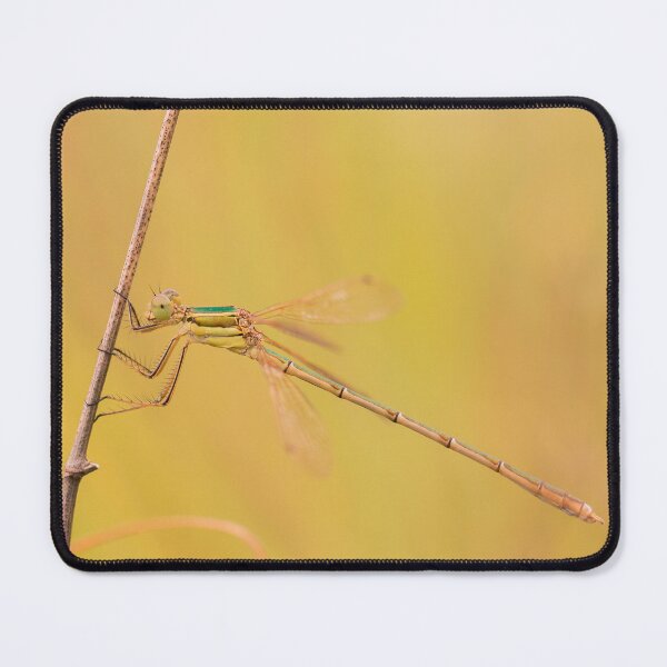 Item preview, Damselfly in Golden Light designed and sold by gabormedve.