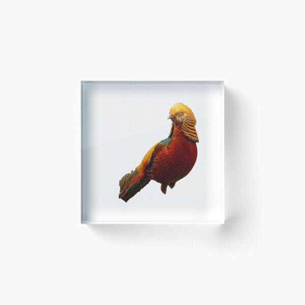 Item preview, Golden Pheasant – Vivid Gold & Scarlet Portrait designed and sold by Helt-enkelt.