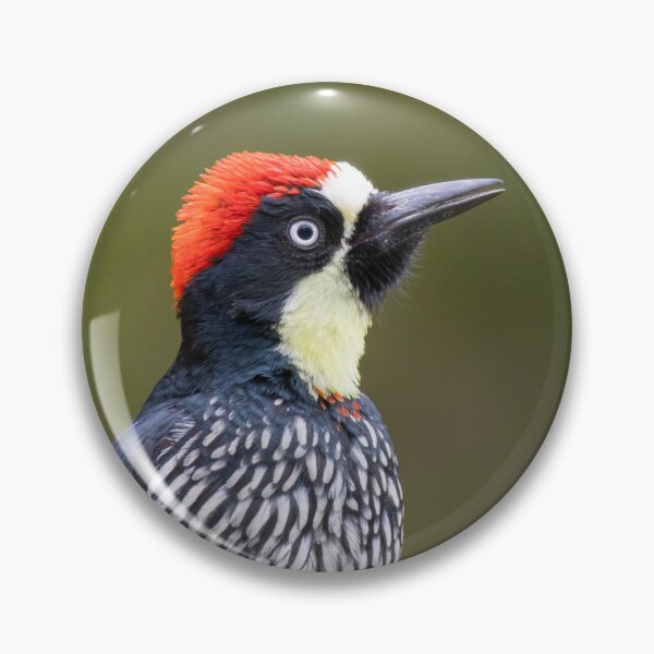 Item preview, Acorn Woodpecker designed and sold by smacdonn.