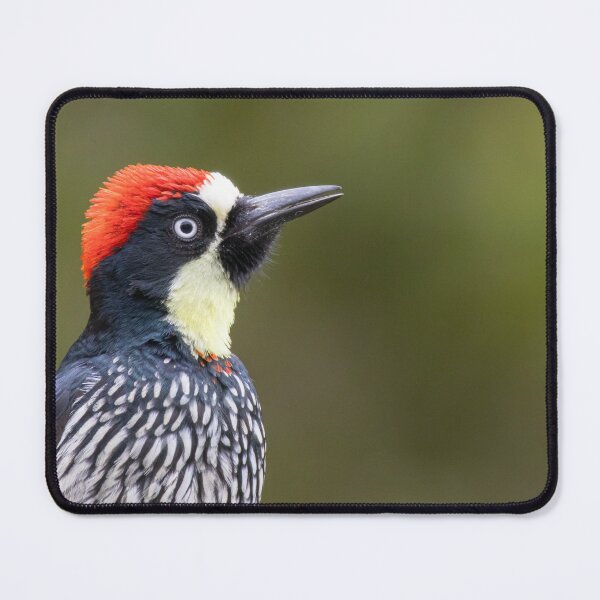 Item preview, Acorn Woodpecker designed and sold by smacdonn.